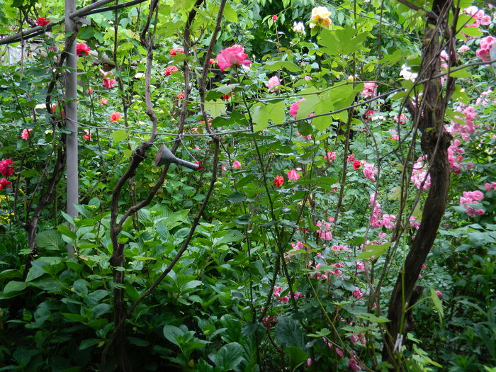 DSCN8201 - 2015_MAI_5