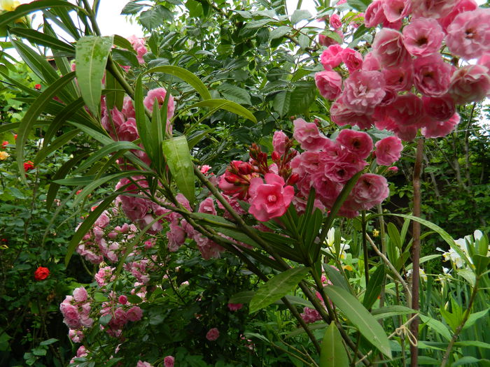 DSCN8204 - 2015_MAI_5