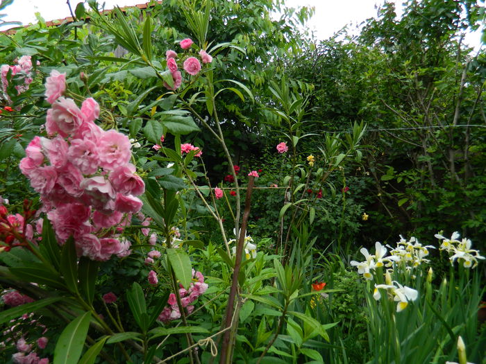 DSCN8205 - 2015_MAI_5