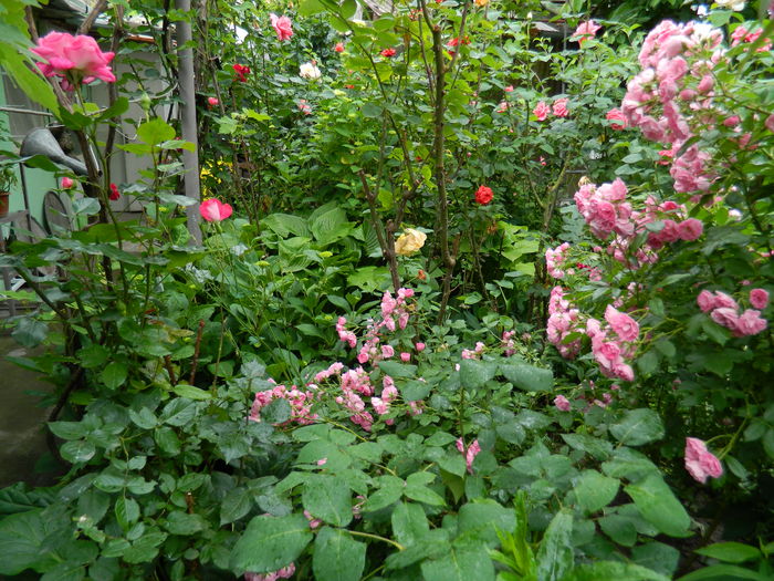 DSCN8206 - 2015_MAI_5