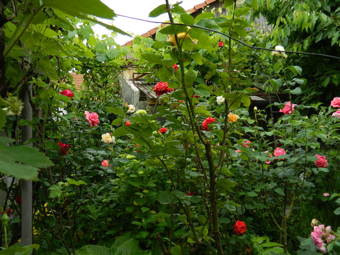 DSCN8209 - 2015_MAI_5