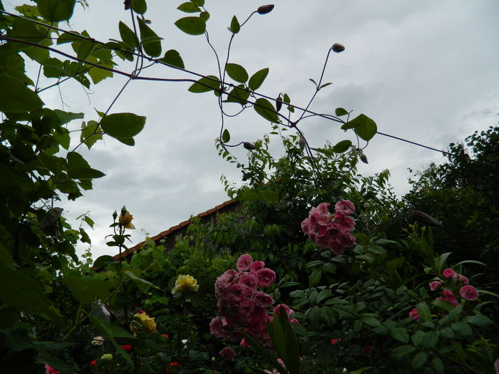 DSCN8211 - 2015_MAI_5