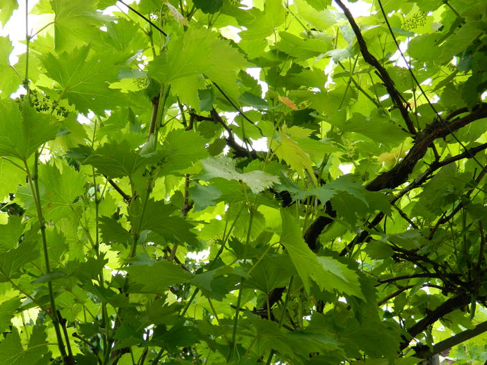 DSCN8218 - 2015_MAI_5