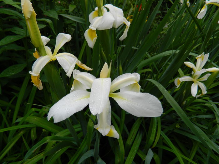 DSCN8243 - 2015_MAI_5