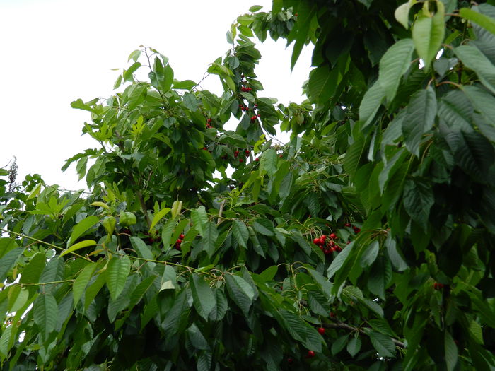 DSCN8246 - 2015_MAI_5