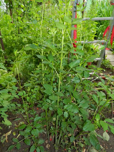 DSCN8249 - 2015_MAI_5