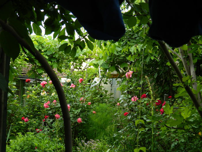 DSCN8253 - 2015_MAI_5