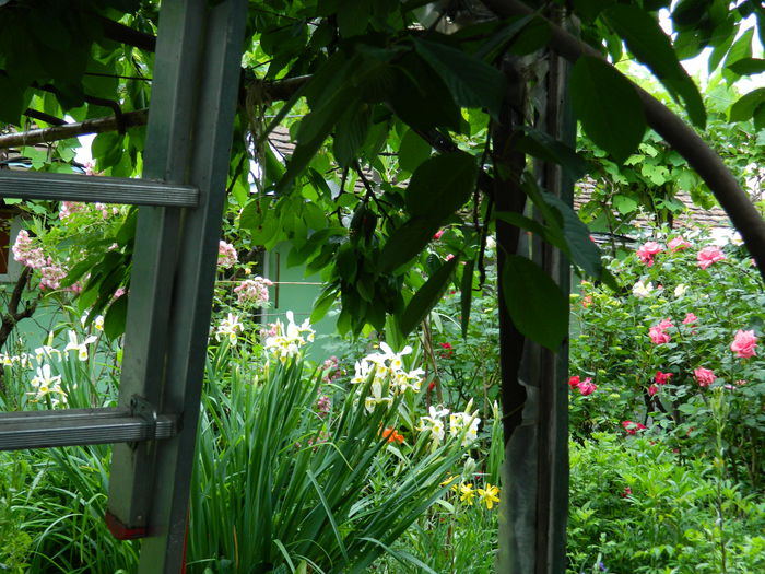 DSCN8254 - 2015_MAI_5