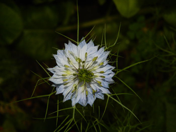 DSCN8273 - 2015_MAI_5