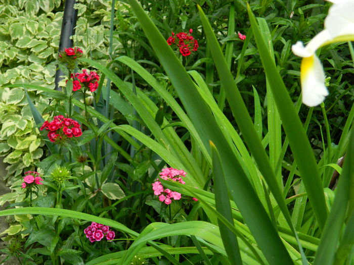 DSCN8275 - 2015_MAI_5