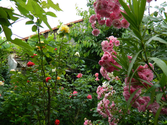 DSCN8279 - 2015_MAI_5