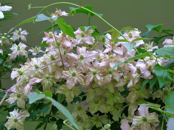 P1610539 - Clematis