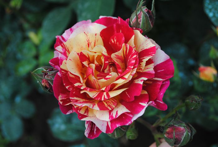 Maurice Utrillo - 2015 trandafiri - I