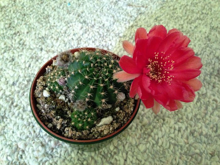 28 mai 2015 - Cactusi Suculente
