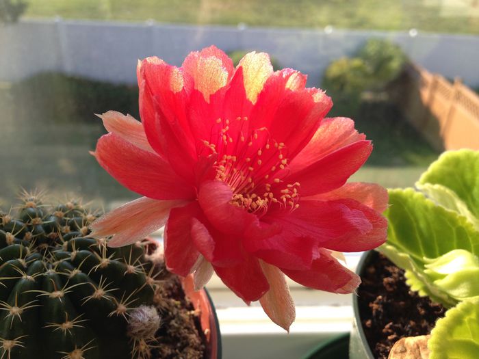 28 mai 2015 - Cactusi Suculente