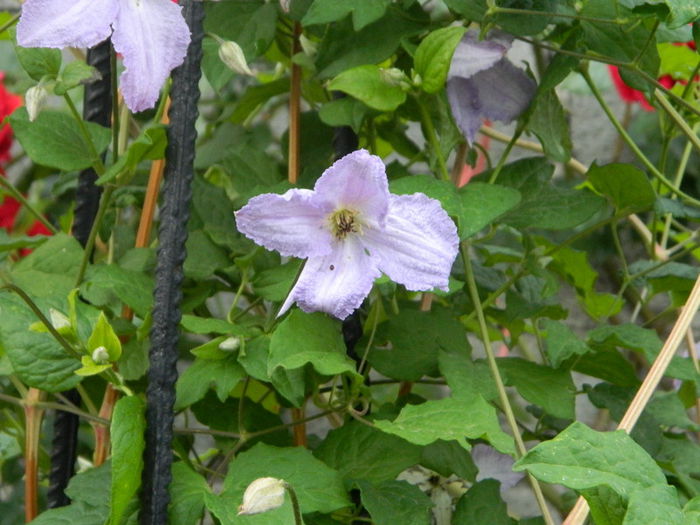  - Clematis