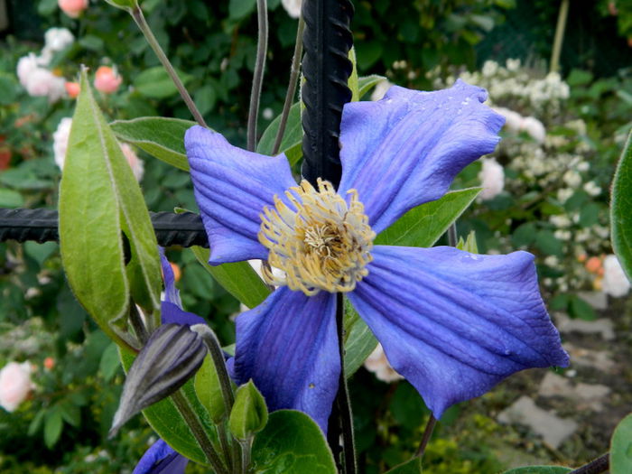  - Clematis