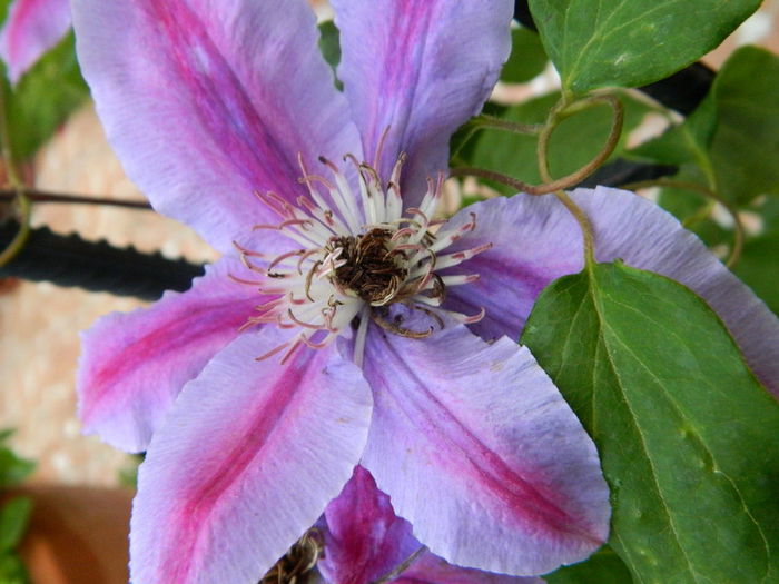  - Clematis