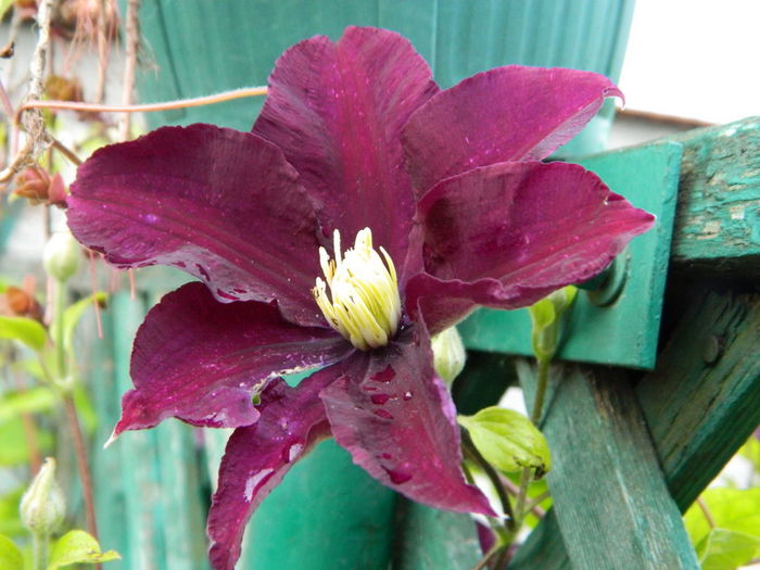  - Clematis