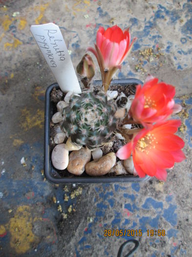 rebutia pigmeya