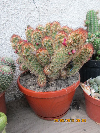 Mammillaria elongata.