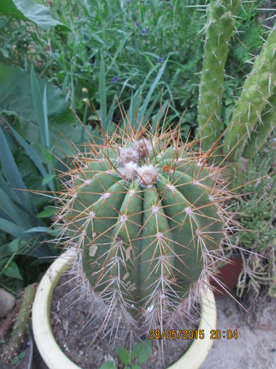 016 - cactusi