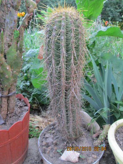 017 - cactusi