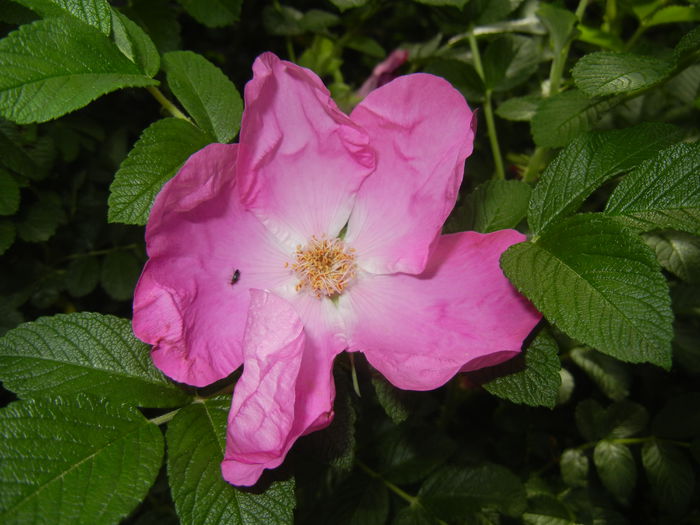 Rosa rugosa (2015, May 16)
