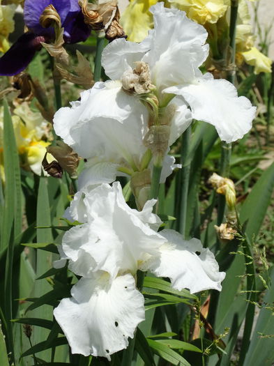 DSC08116 - d-irisi 2015