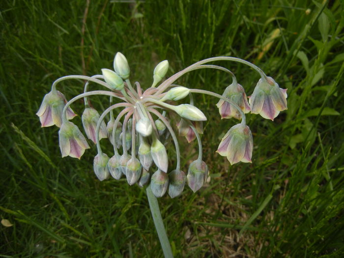 Allium siculum (2015, May 16)