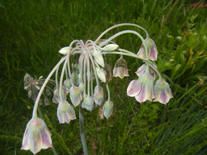 Allium siculum (2015, May 16)