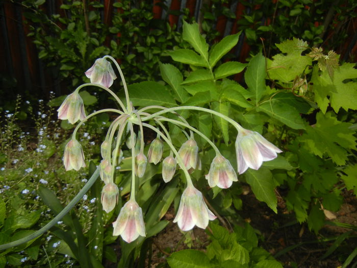 Allium siculum (2015, May 16)