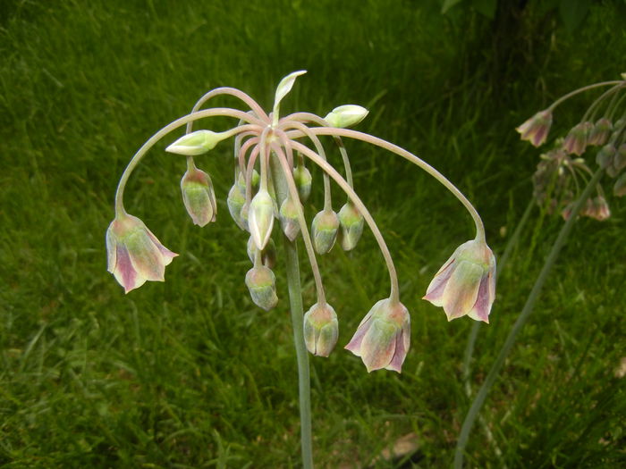 Allium siculum (2015, May 16)