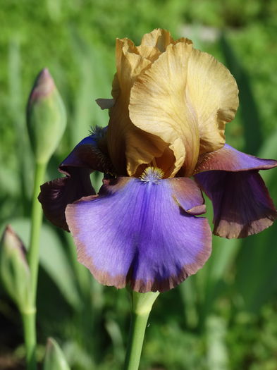 DSC07825 - d-irisi 2015