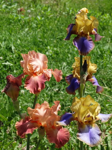 DSC08137 - d-irisi 2015