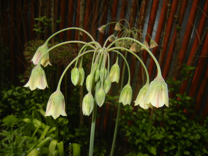 Allium siculum (2015, May 16)