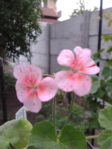 muscata eduard flecks 