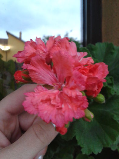 muscata diana palmer