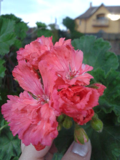 e franjurata floarea