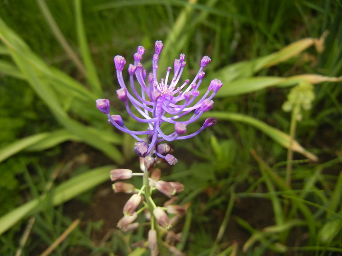 Muscari comosum (2015, May 16) - Muscari Comosum