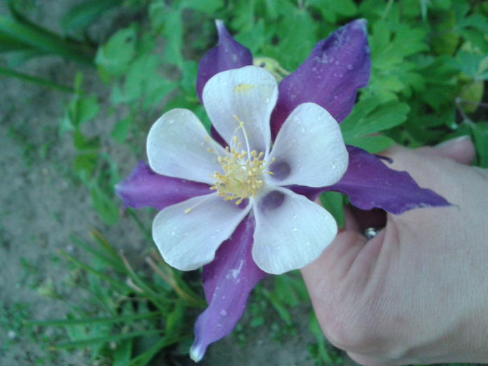 Fotografie-0012 - flori 2015