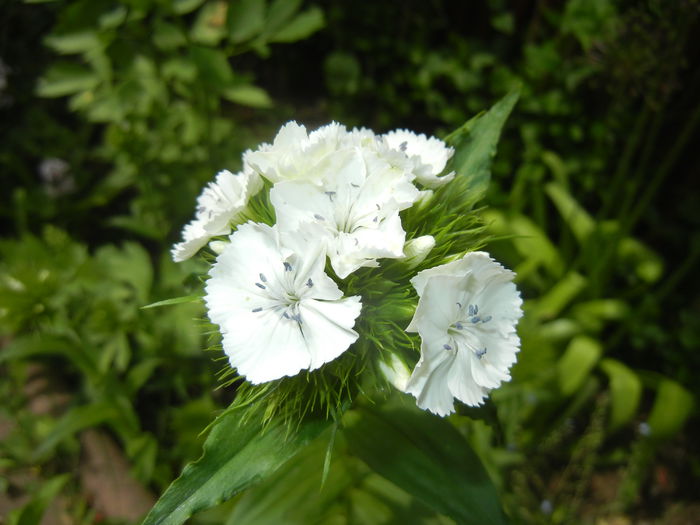 Dianthus barbatus (2015, May 16) - Dianthus Barbatus