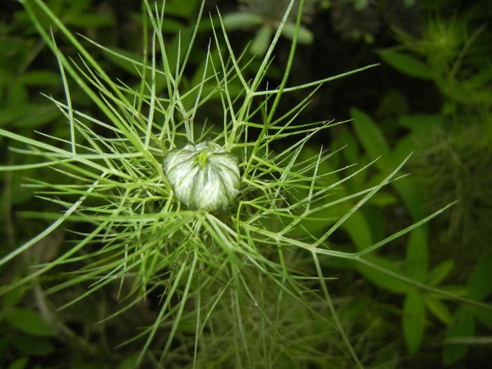 Nigella damascena (2015, May 16)