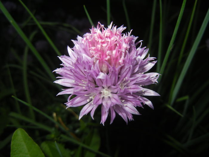 Allium schoenoprasum (2015, May 16) - Allium schoenoprasum_Chives