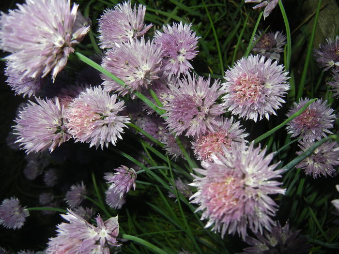 Allium schoenoprasum (2015, May 16) - Allium schoenoprasum_Chives