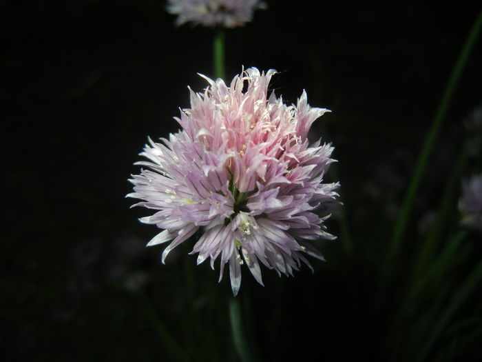 Allium schoenoprasum (2015, May 16) - Allium schoenoprasum_Chives