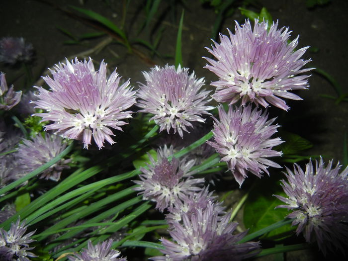 Allium schoenoprasum (2015, May 16) - Allium schoenoprasum_Chives