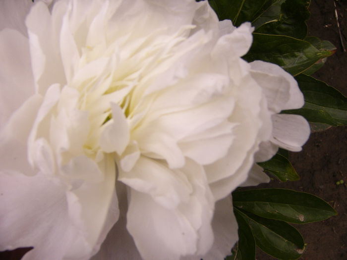 Paeonia Boule de Neige