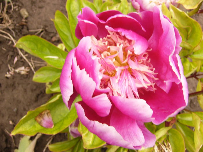 P1240409