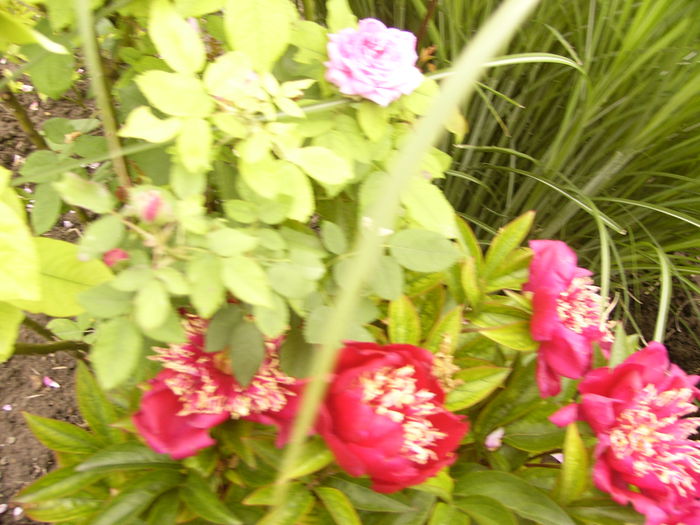 P1240416